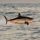 A white shark leaps out of the water.
